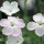  (07/02/2019) Dianthus 'Nyewoods Cream' added by Shoot)