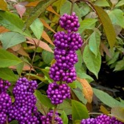  (13/02/2019) Callicarpa bodinieri 'Imperial Pearl' added by Shoot)