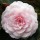  (13/02/2019) Camellia japonica 'William Bartlett' added by Shoot)