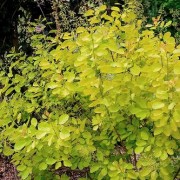  (13/02/2019) Cotinus coggygria 'Golden Lady' added by Shoot)