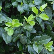  (14/02/2019) Euonymus fortunei 'Hort's Blaze' added by Shoot)