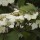  (14/02/2019) Viburnum plicatum f. tomentosum 'Rowallane' added by Shoot)