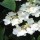  (14/02/2019) Viburnum plicatum f. tomentosum 'Tennessee' added by Shoot)