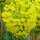  (14/02/2019) Euphorbia characias subsp. wulfenii 'Shorty' added by Shoot)