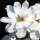  (14/02/2019) Magnolia denudata 'Double Diamond' added by Shoot)