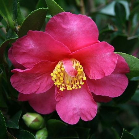Camellia sasanqua (any Tendercare pink variety)
