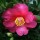  (18/02/2019) Camellia sasanqua (any Tendercare pink variety) added by Shoot)