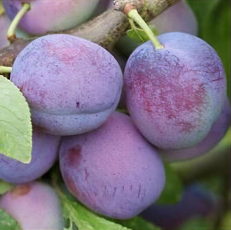 Prunus domestica 'Blue Tit'
