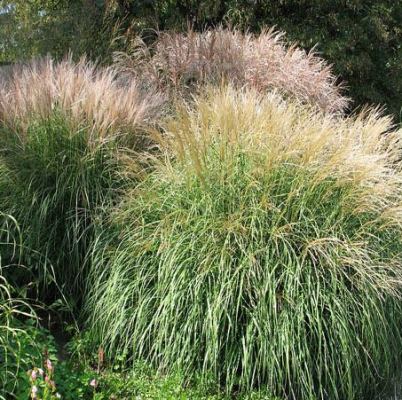 Miscanthus sinensis (any variety)