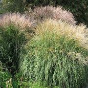  (19/02/2019) Miscanthus sinensis (any variety) added by Shoot)