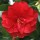  (20/02/2019) Camellia japonica 'Ace of Hearts' added by Shoot)