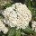  (20/02/2019) Viburnum 'Pearlific' added by Shoot)