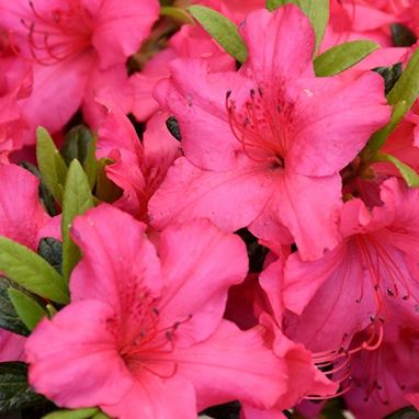 Rhododendron 'Girard's Rose'