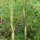  (04/03/2019) Phyllostachys mannii 'Decora' added by Shoot)