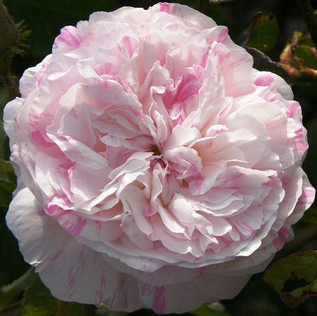 Rosa x centifolia 'Unique Panachee'