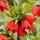  (11/03/2019) Fritillaria imperialis 'Rubra' added by Shoot)