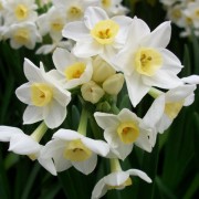  (13/03/2019) Narcissus 'Grand Primo' added by Shoot)