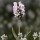  (19/03/2019) Lavandula angustifolia 'White Scent Early' added by Shoot)