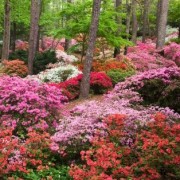  (22/03/2019) Rhododendron (any hardy, deciduous variety) added by Shoot)