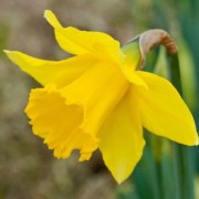  (22/03/2019) Narcissus 'Golden Harvest' added by Shoot)