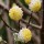  (22/03/2019) Edgeworthia chrysantha 'Grandiflora' added by Shoot)