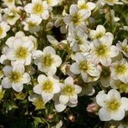  (26/03/2019) Saxifraga 'Limerock' (x arendsii) added by Shoot)