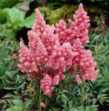 Astilbe 'Cotton Candy' (x arendsii)