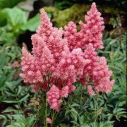  (02/04/2019) Astilbe 'Cotton Candy' (x arendsii) added by Shoot)