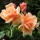  (02/04/2019) Rosa 'Crepuscule' added by Shoot)