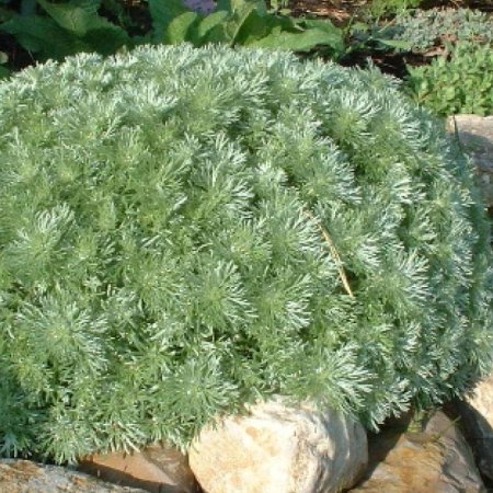 Artemisia schmidtiana 'Nana Attraction'