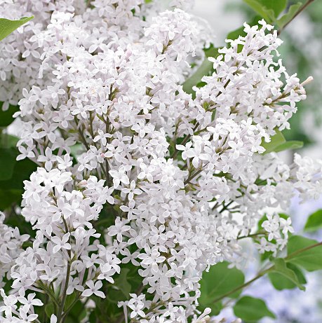 Syringa meyeri 'Flowerfesta White' (Flowerfesta Series)