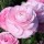  (05/04/2019) Ranunculus Elegance Series added by Shoot)