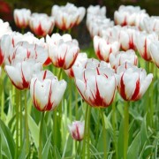  (17/04/2019) Tulipa 'Happy Generation' added by Shoot)