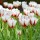  (17/04/2019) Tulipa 'Happy Generation' added by Shoot)