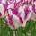  (17/04/2019) Tulipa 'Affaire' added by Shoot)