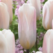  (17/04/2019) Tulipa 'Fremont' added by Shoot)