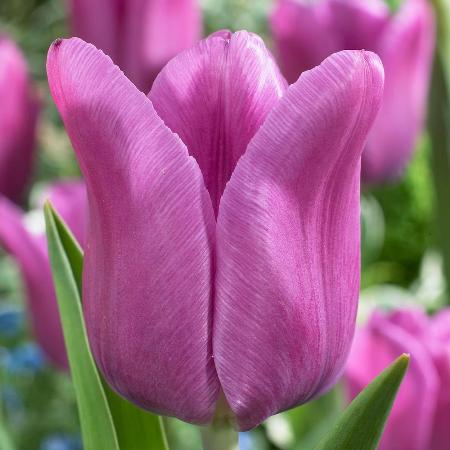 Tulipa 'Blue Beauty'