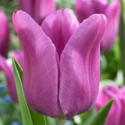  (17/04/2019) Tulipa 'Blue Beauty' added by Shoot)