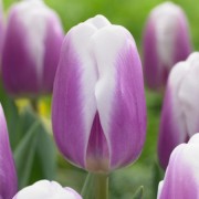  (22/04/2019) Tulipa 'Librije' added by Shoot)