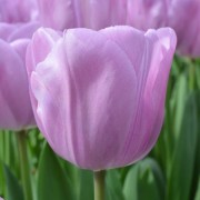 (22/04/2019) Tulipa 'Alibi' added by Shoot)