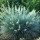  (23/04/2019) Festuca glauca 'Compacta Blue' added by Shoot)