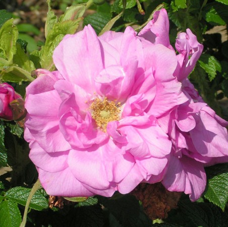 Rosa 'Belle Poitevine'