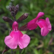  (26/04/2019) Salvia greggii 'Rose Pink' added by Shoot)