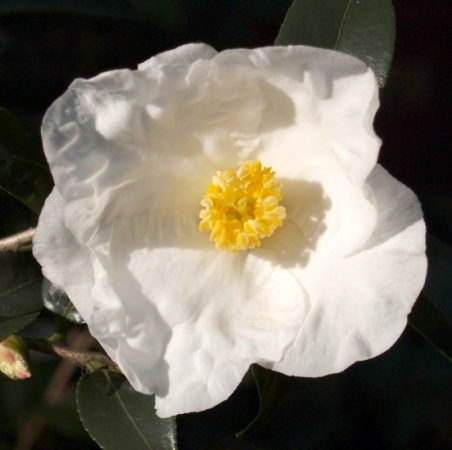 Camellia 'Silver Column'