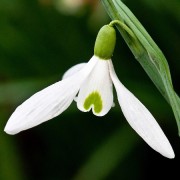  (28/04/2019) Galanthus 'James Backhouse' added by Shoot)