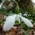  (28/04/2019) Galanthus 'Galatea' added by Shoot)