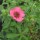 (29/04/2019) Potentilla nepalensis added by Shoot)