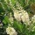  (30/04/2019) Clethra alnifolia 'Hummingbird'  added by Shoot)