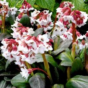  (30/04/2019) Bergenia 'Fire and Ice' added by Shoot)