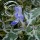  (02/05/2019) Caryopteris divaricata 'Snow Fairy' added by Shoot)